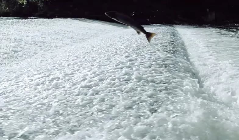 La scelta del salmone