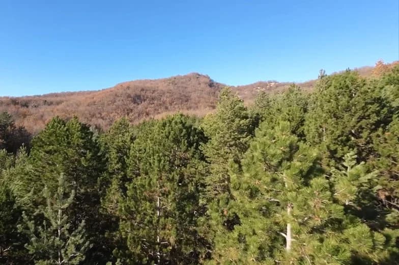 Il Bosco del Ducato, un marchio D.O.P. per la legna dell’Appennino di Parma