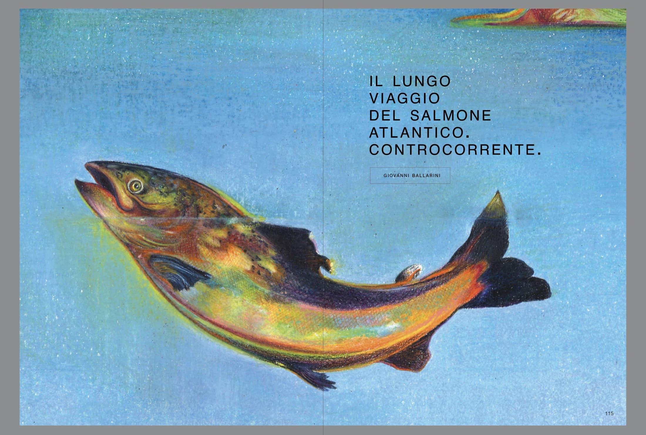 Il lungo viaggio del salmone atlantico, controcorrente