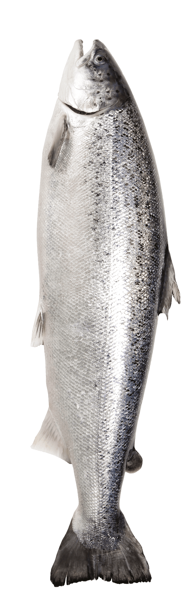 Salmone che risale la corrente