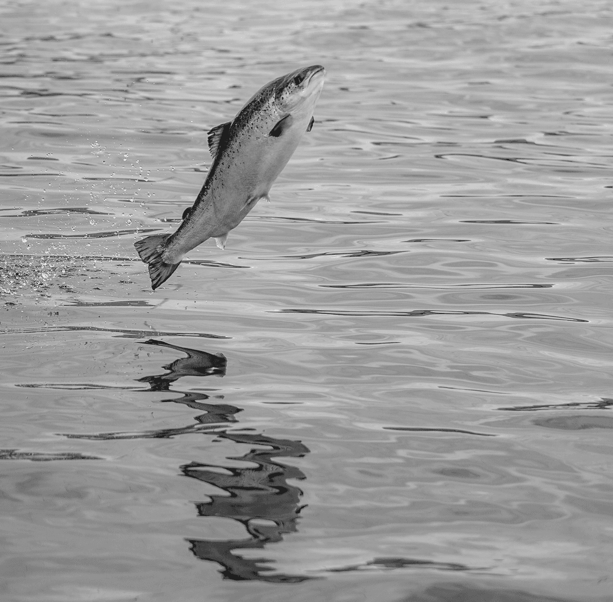 Salmone intero Upstream